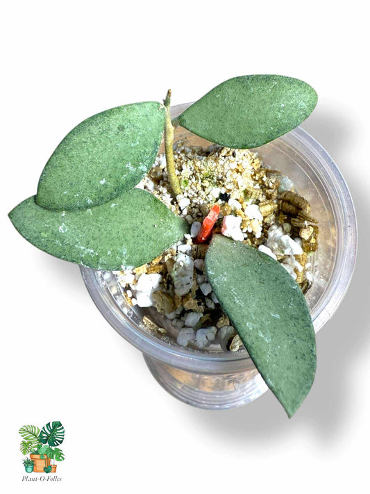 Hoya Nummularoides Silver, Rare Variegated Aroid, Tropical Indoor Plant, Arrow Leaf Houseplant for Collectors - Plant - O - Folles