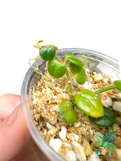 Hoya oreosparte (anciennement Papua sp01) - Plant - O - Folles