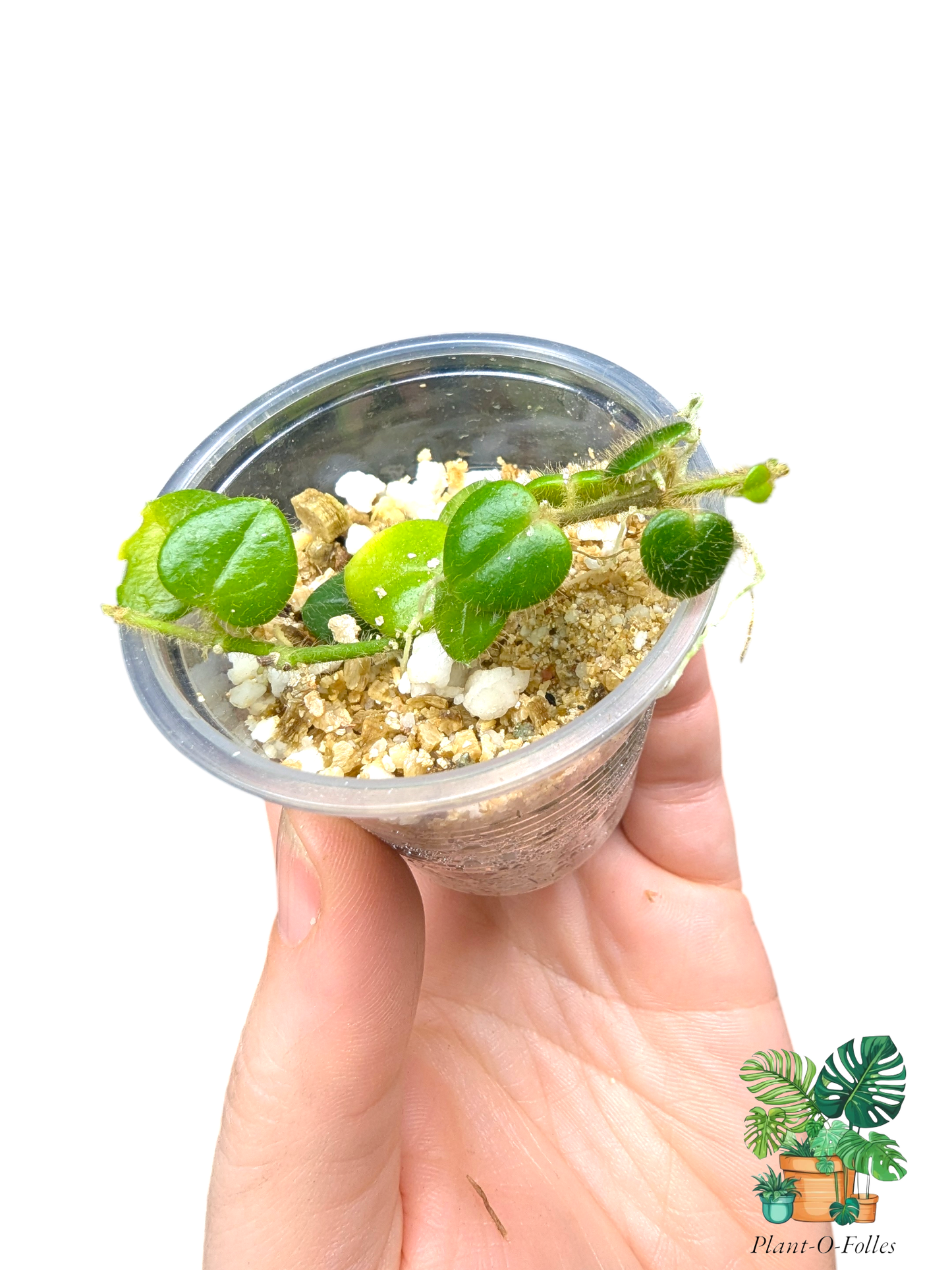 Hoya oreosparte (anciennement Papua sp01) - Plant - O - Folles