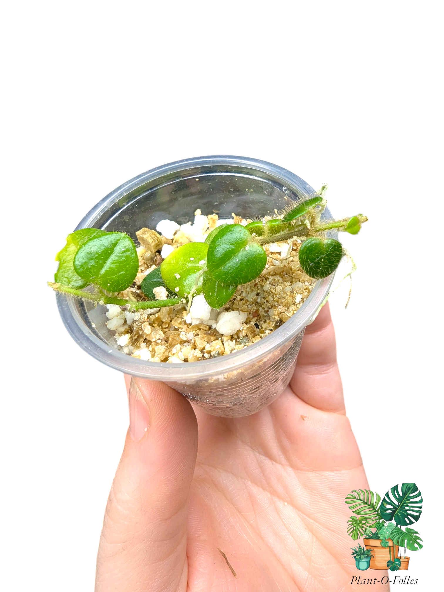 Hoya oreosparte (anciennement Papua sp01) - Plant - O - Folles