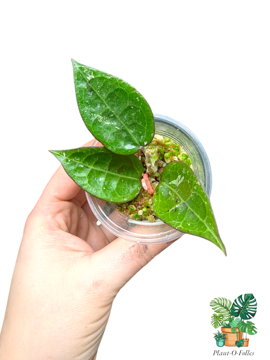 Hoya parasitica 'Black Margin' Splash - Plant - O - Folles
