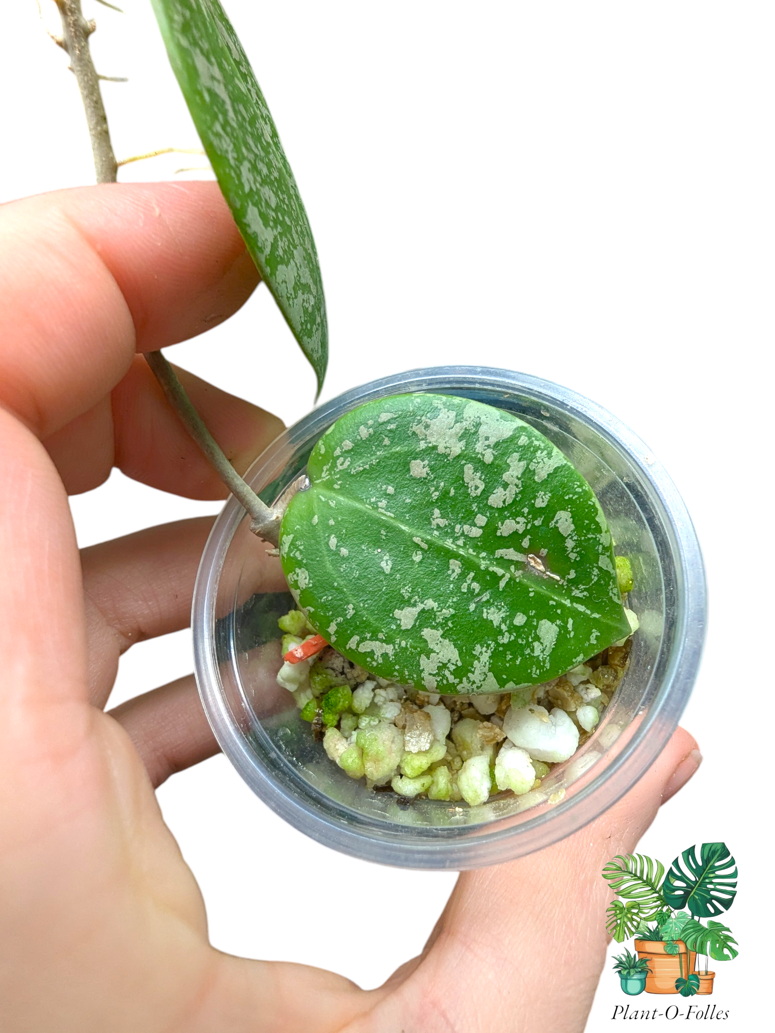 Hoya parasitica Splash - Plant - O - Folles