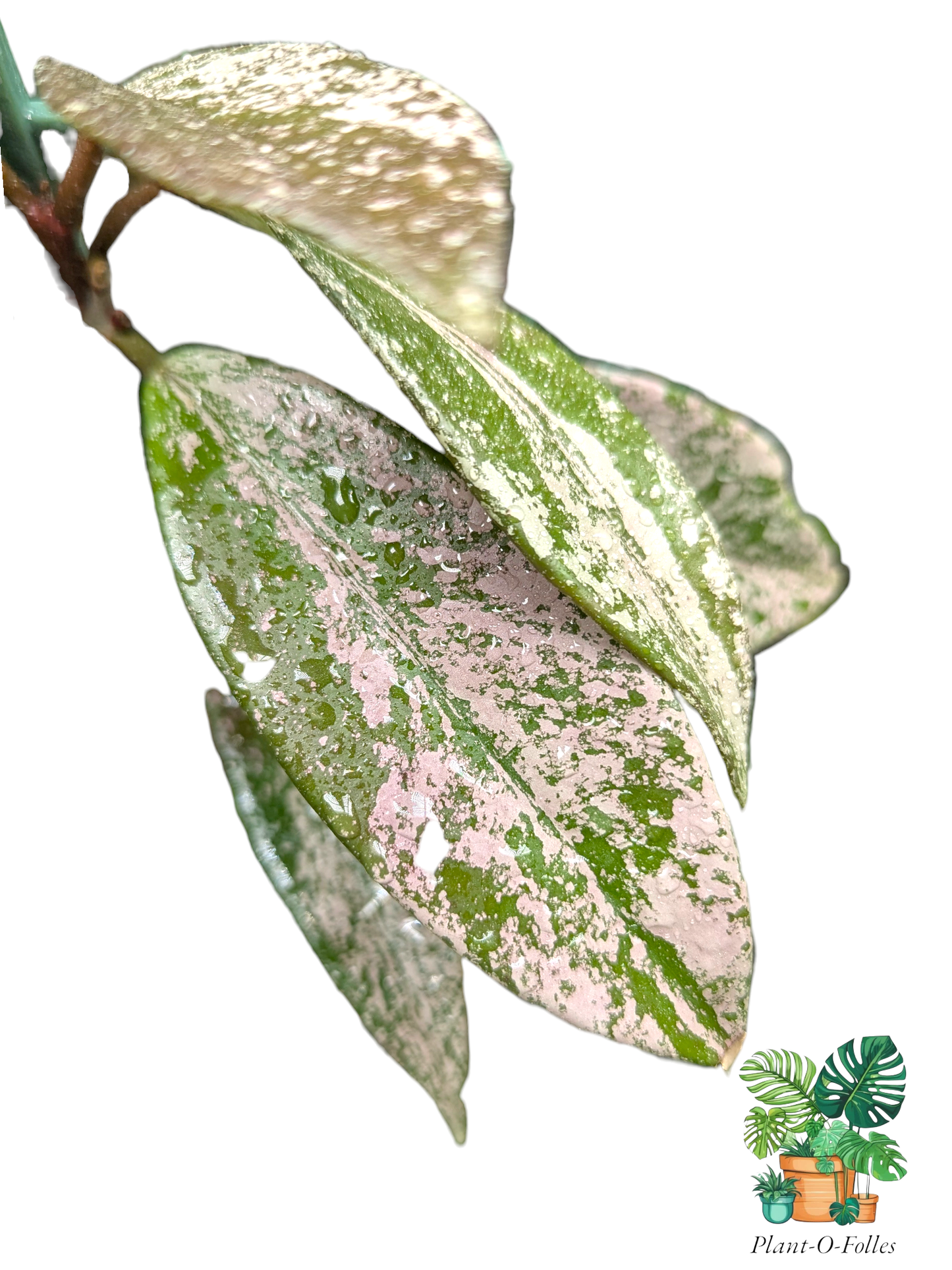 Hoya pubicalyx ‘Silver Spot’ - Plant - O - Folles