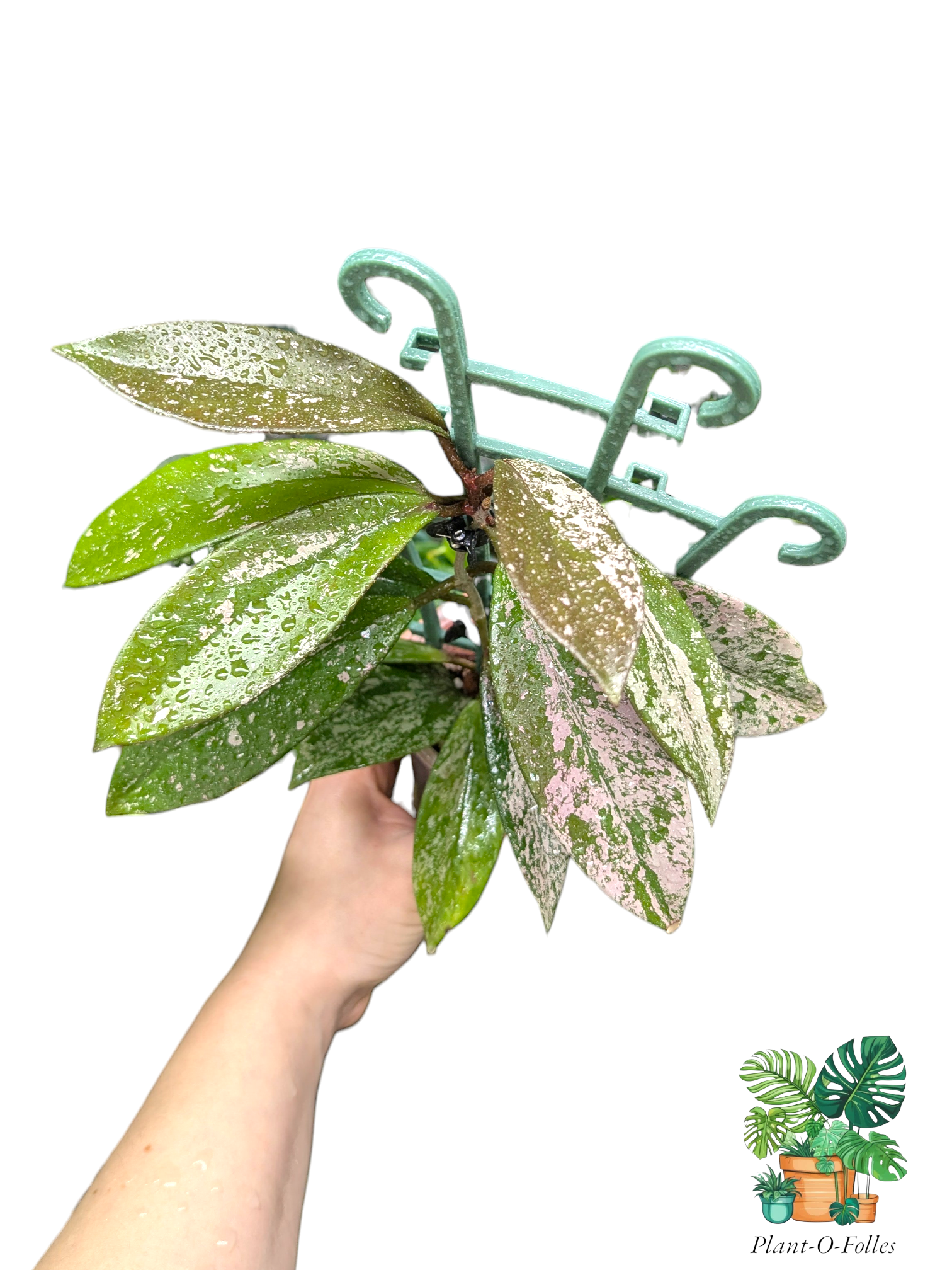 Hoya pubicalyx ‘Silver Spot’ - Plant - O - Folles