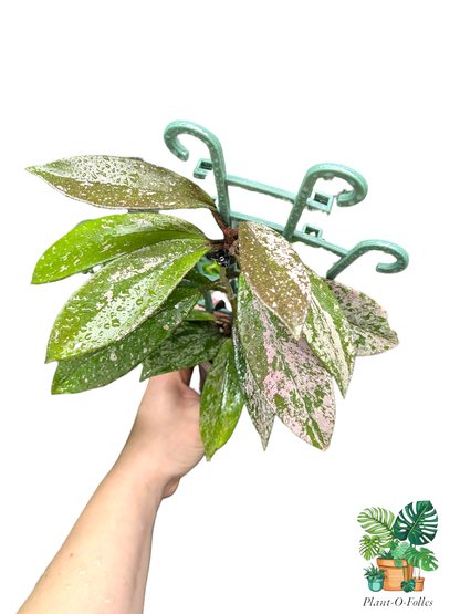 Hoya pubicalyx ‘Silver Spot’ - Plant - O - Folles