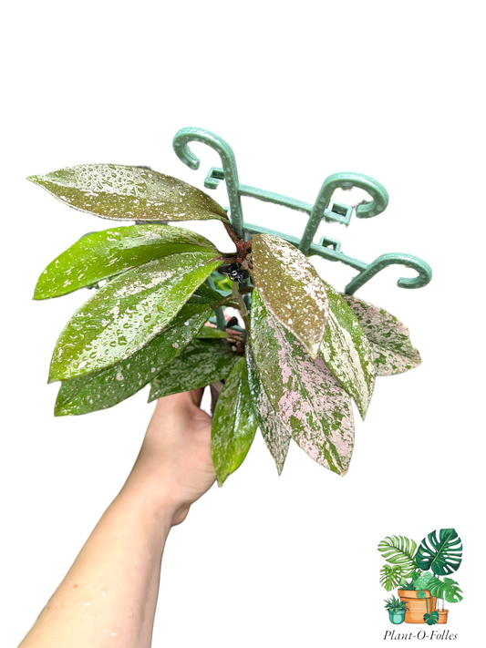 Hoya pubicalyx ‘Silver Spot’ - Plant - O - Folles
