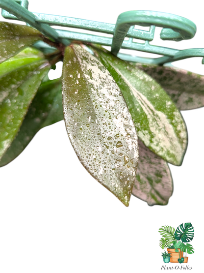 Hoya pubicalyx ‘Silver Spot’ - Plant - O - Folles