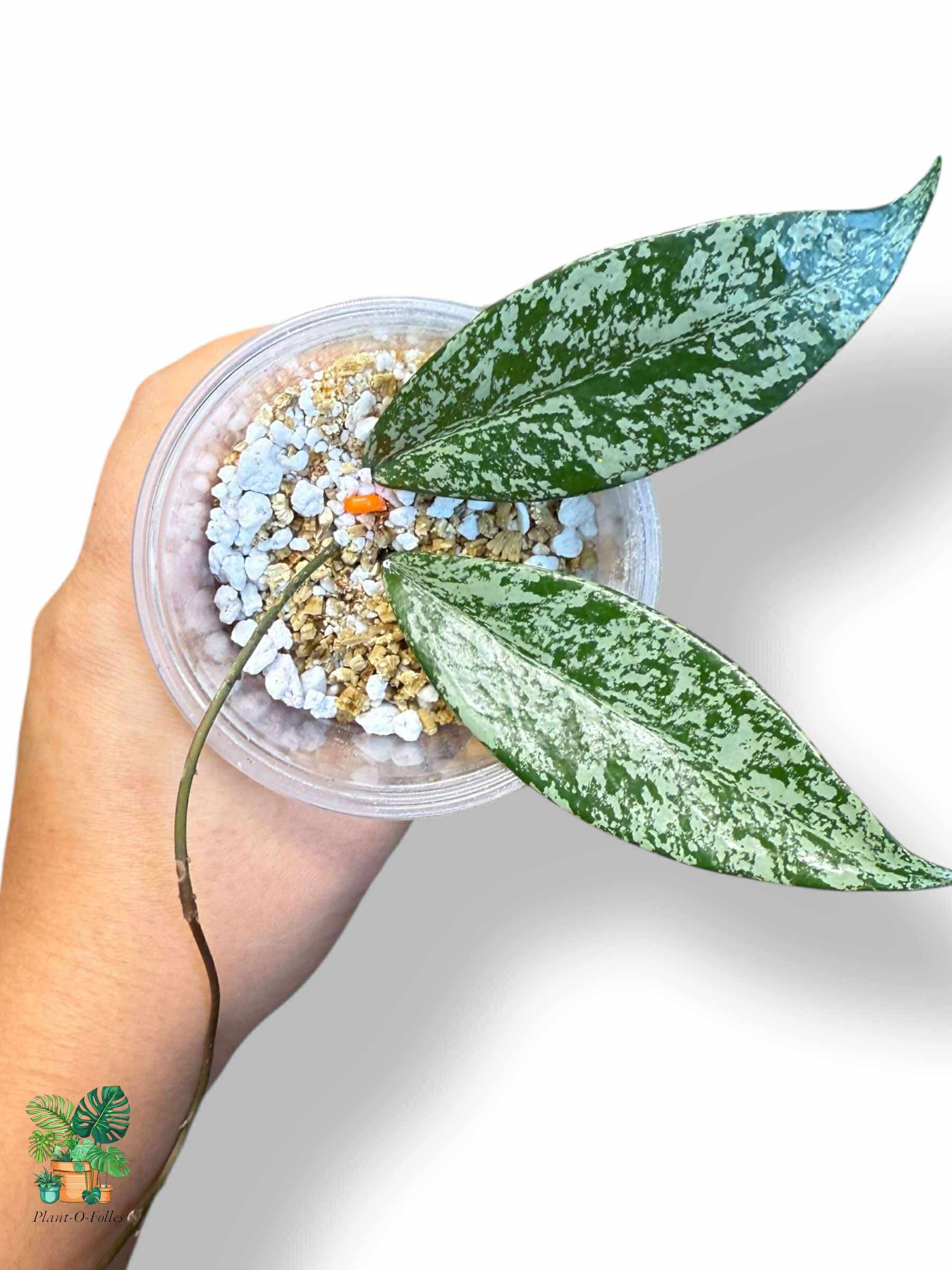 Hoya pubicalyx ‘Silver Spot’ — Rare Tropical Hoya with Stunning Foliage - Plant - O - Folles