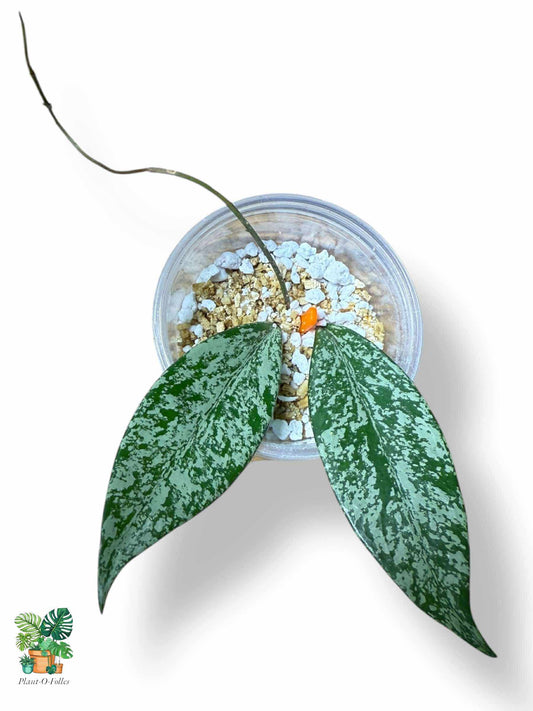 Hoya pubicalyx ‘Silver Spot’ — Rare Tropical Hoya with Stunning Foliage - Plant - O - Folles