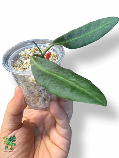 Hoya pulchra — Rare Tropical Hoya with Stunning Foliage - Plant - O - Folles