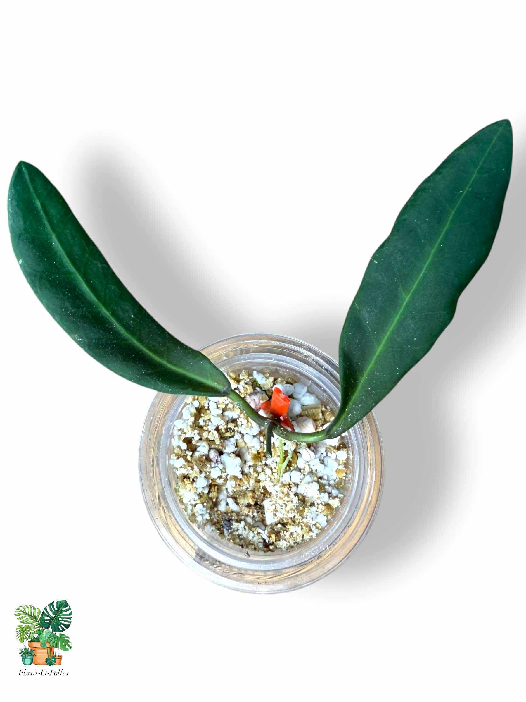 Hoya pulchra — Rare Tropical Hoya with Stunning Foliage - Plant - O - Folles