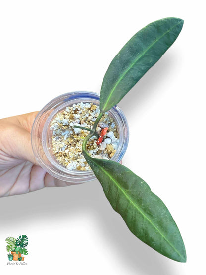 Hoya pulchra — Rare Tropical Hoya with Stunning Foliage - Plant - O - Folles