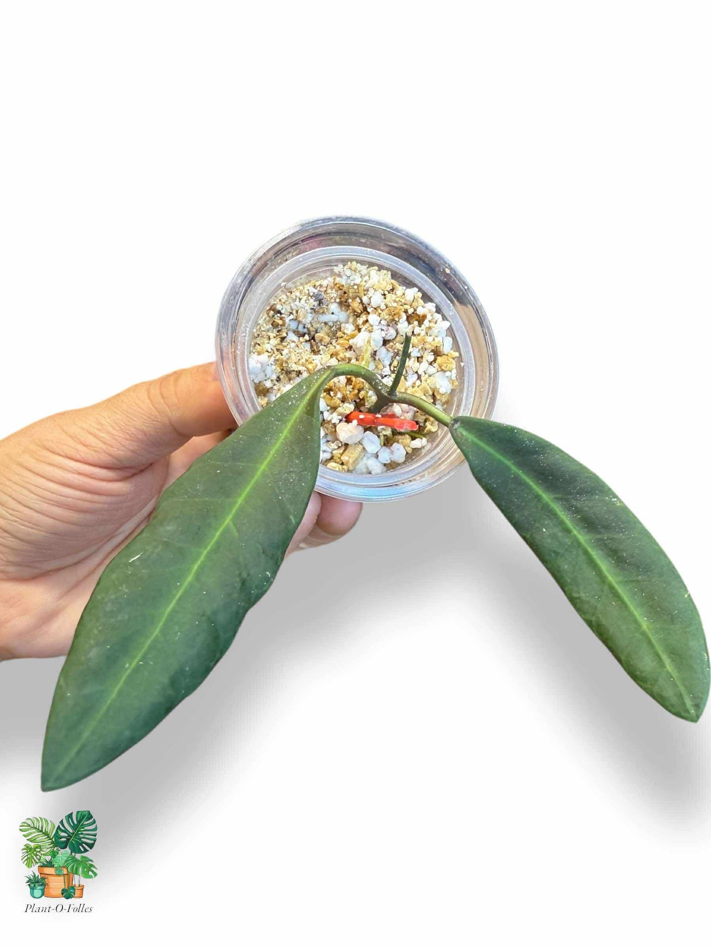 Hoya pulchra — Rare Tropical Hoya with Stunning Foliage - Plant - O - Folles