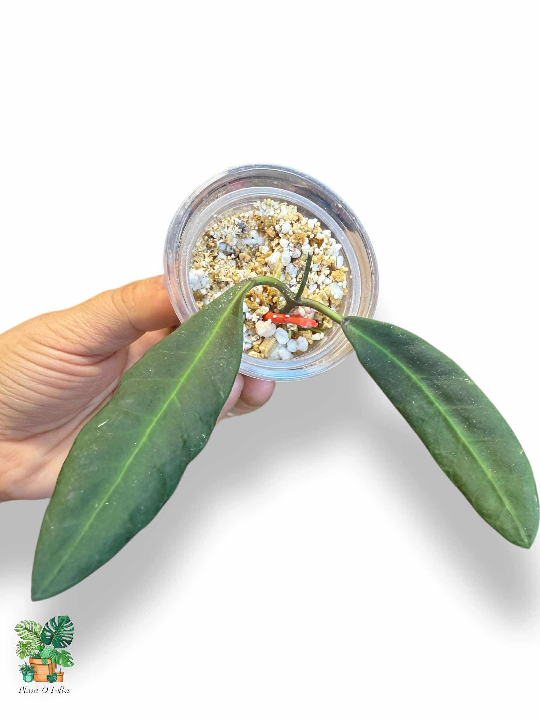 Hoya pulchra — Rare Tropical Hoya with Stunning Foliage - Plant - O - Folles