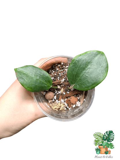 Hoya quinquenervia – Variété tropicale rare - Plant - O - Folles