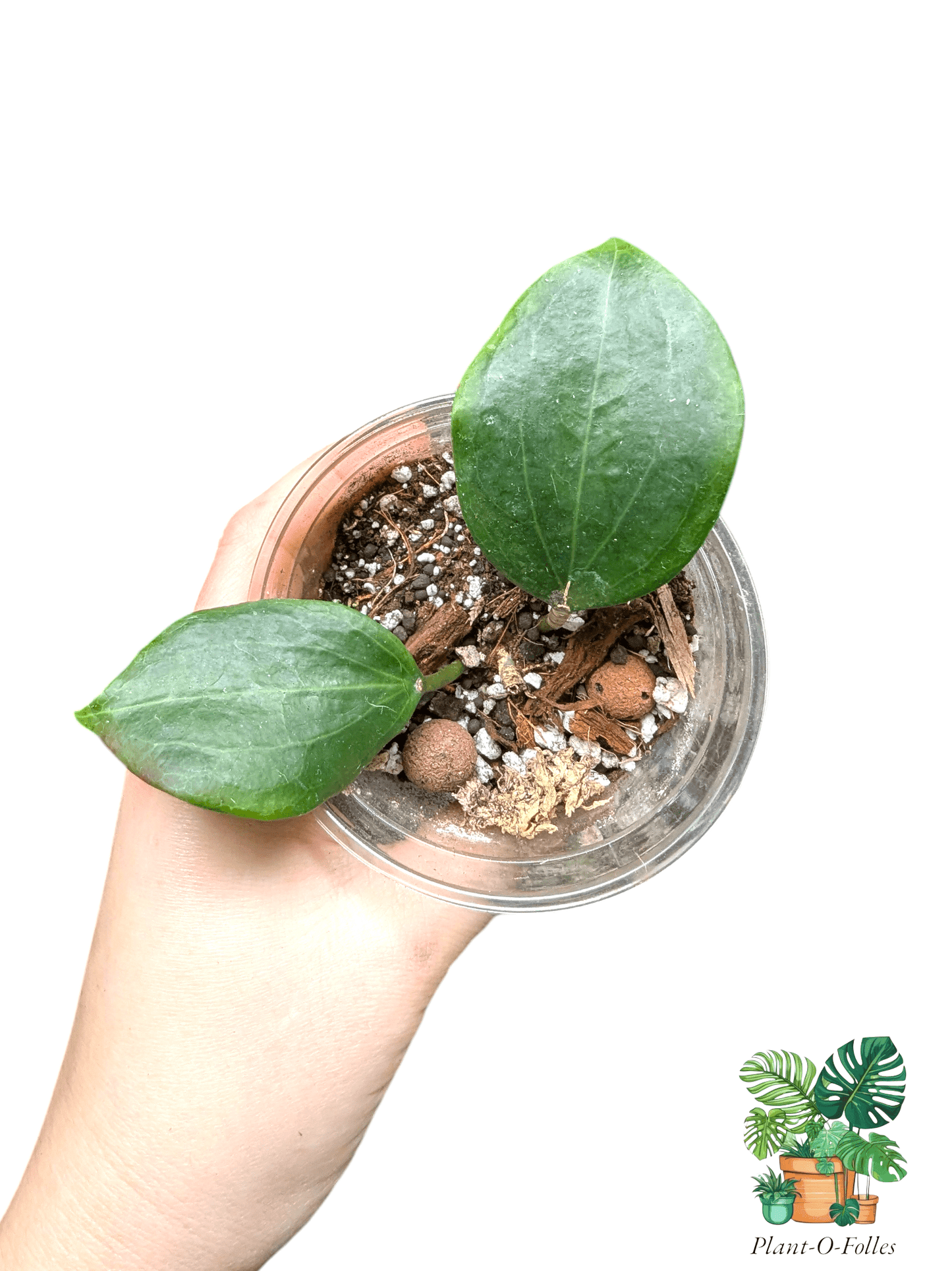 Hoya quinquenervia – Variété tropicale rare - Plant - O - Folles