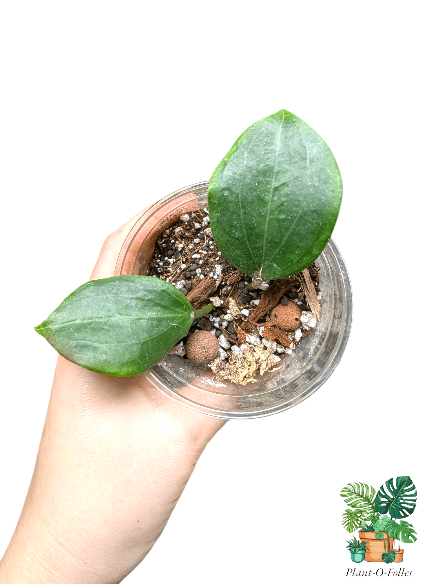 Hoya quinquenervia – Variété tropicale rare - Plant - O - Folles