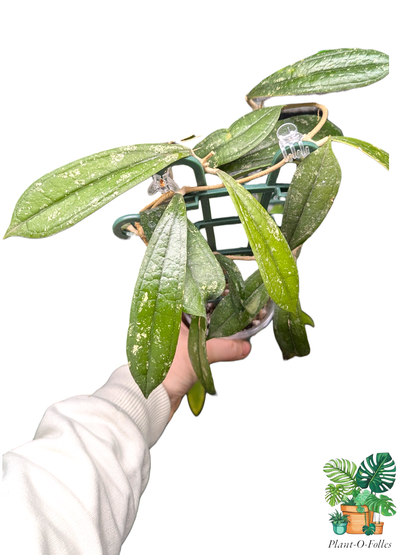 Hoya rigidifolia splash - Plant - O - Folles