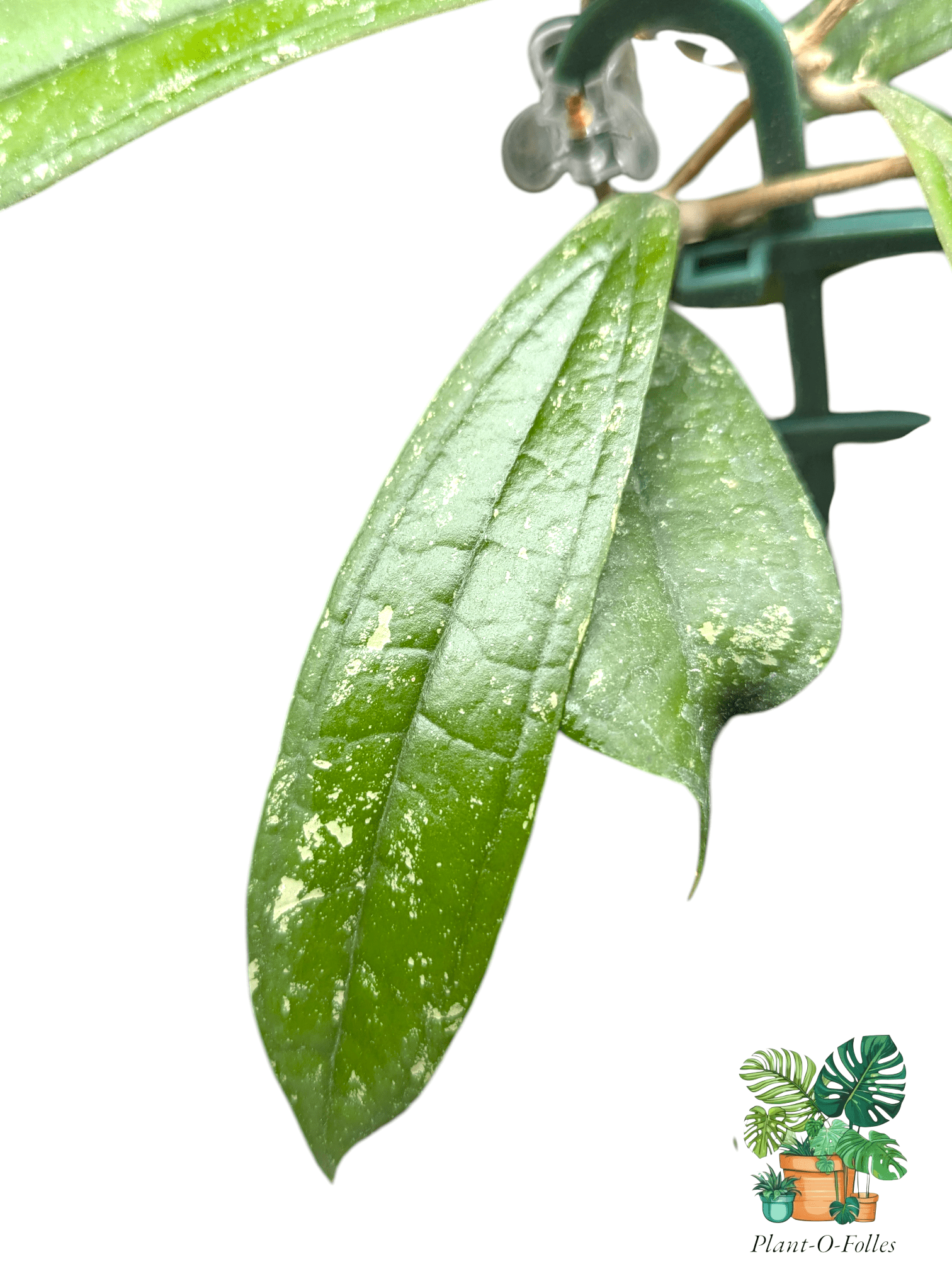 Hoya rigidifolia splash - Plant - O - Folles