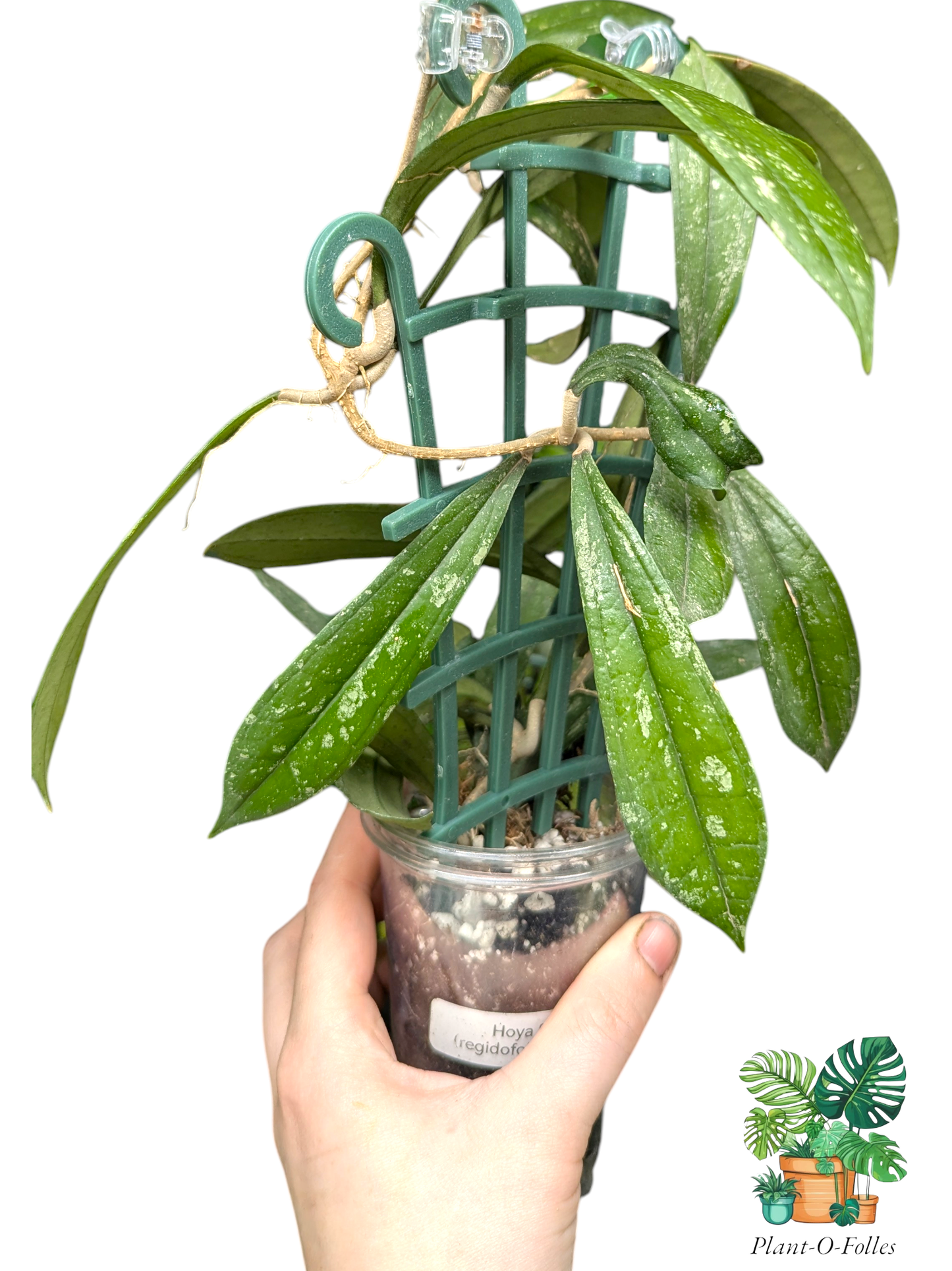 Hoya rigidifolia splash - Plant - O - Folles