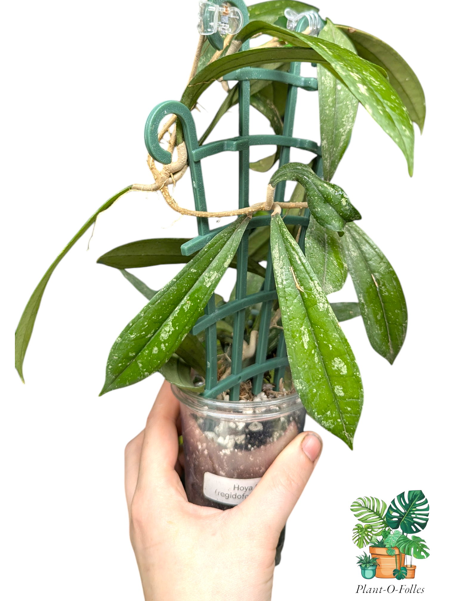 Hoya rigidifolia splash - Plant - O - Folles