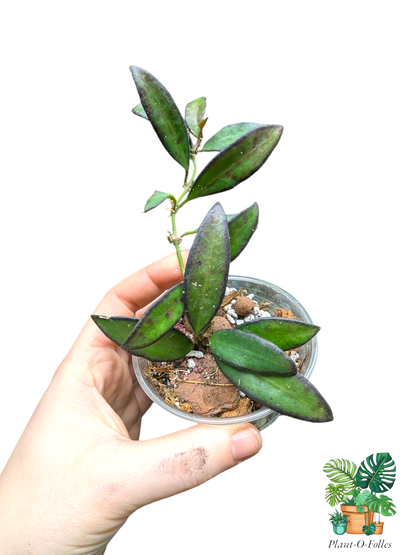 Hoya ‘Rosita’ – Variété tropicale rare - Plant - O - Folles