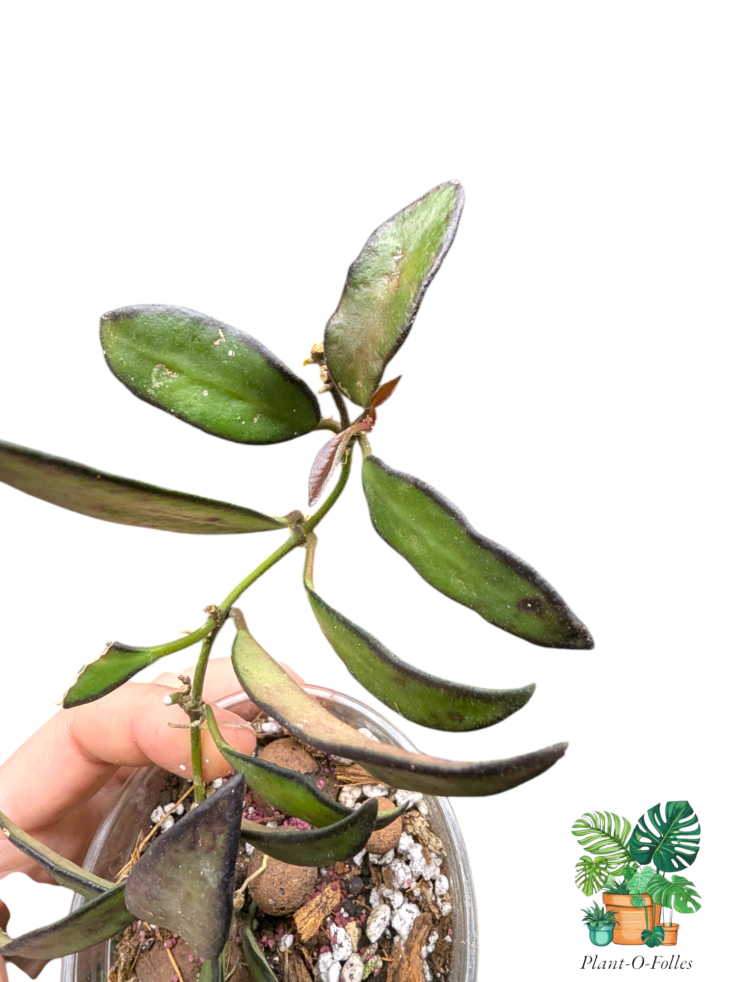 Hoya ‘Rosita’ – Variété tropicale rare - Plant - O - Folles