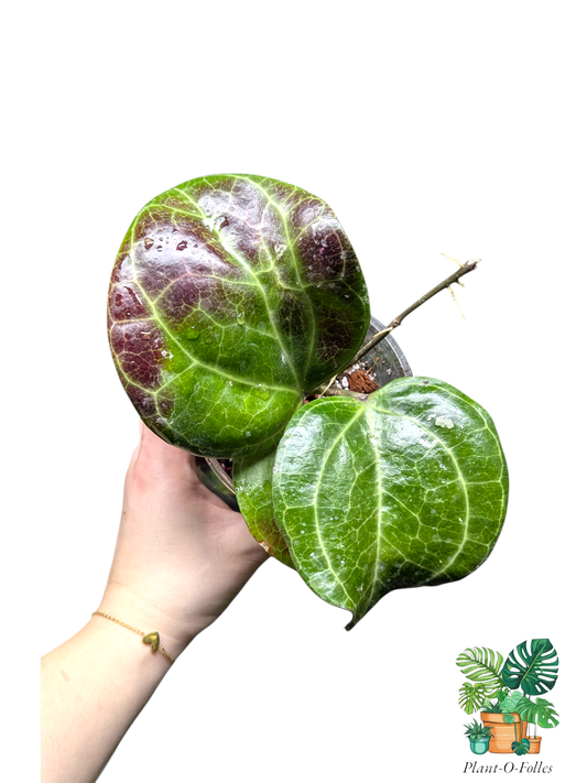 Hoya ‘Sarawak’ - Plant - O - Folles