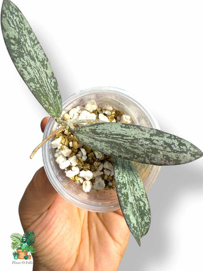 Hoya Sigillatis, Rare Variegated Aroid, Tropical Indoor Plant, Arrow Leaf Houseplant for Collectors - Plant - O - Folles