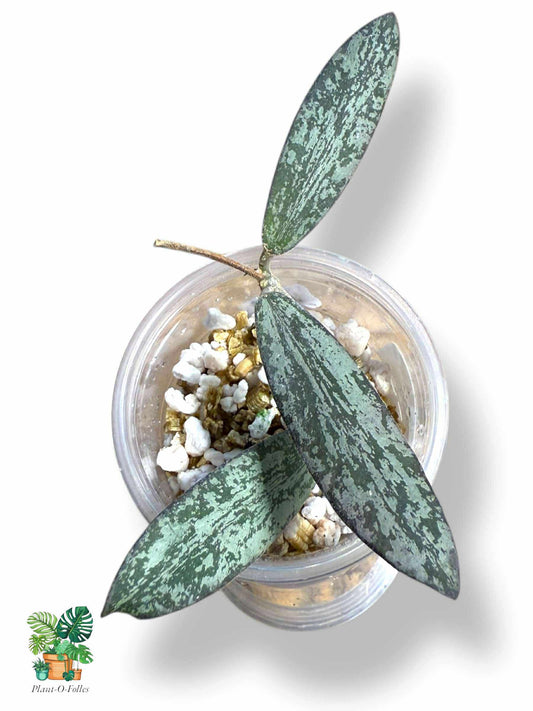 Hoya Sigillatis, Rare Variegated Aroid, Tropical Indoor Plant, Arrow Leaf Houseplant for Collectors - Plant - O - Folles