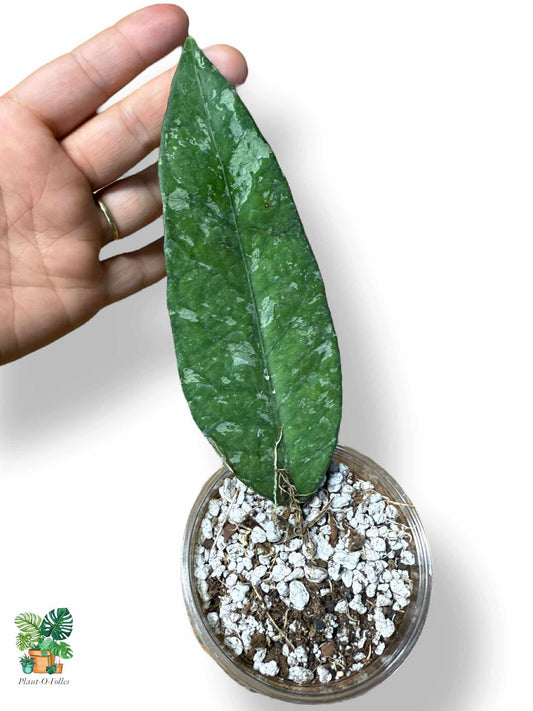Hoya sp. Aceh AR09 — Rare Tropical Hoya with Unique Foliage - Plant - O - Folles