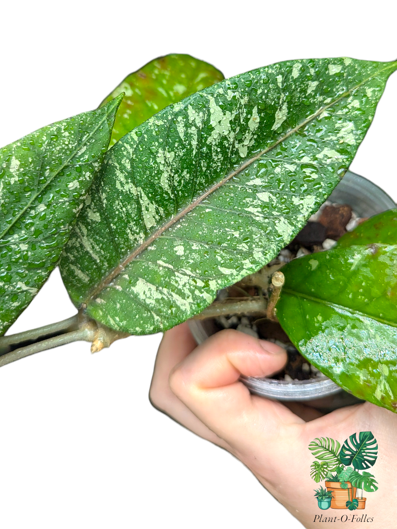 Hoya sp. ‘Aceh Gayo Lues AR09’ - Plant - O - Folles