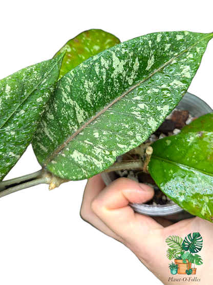 Hoya sp. ‘Aceh Gayo Lues AR09’ - Plant - O - Folles