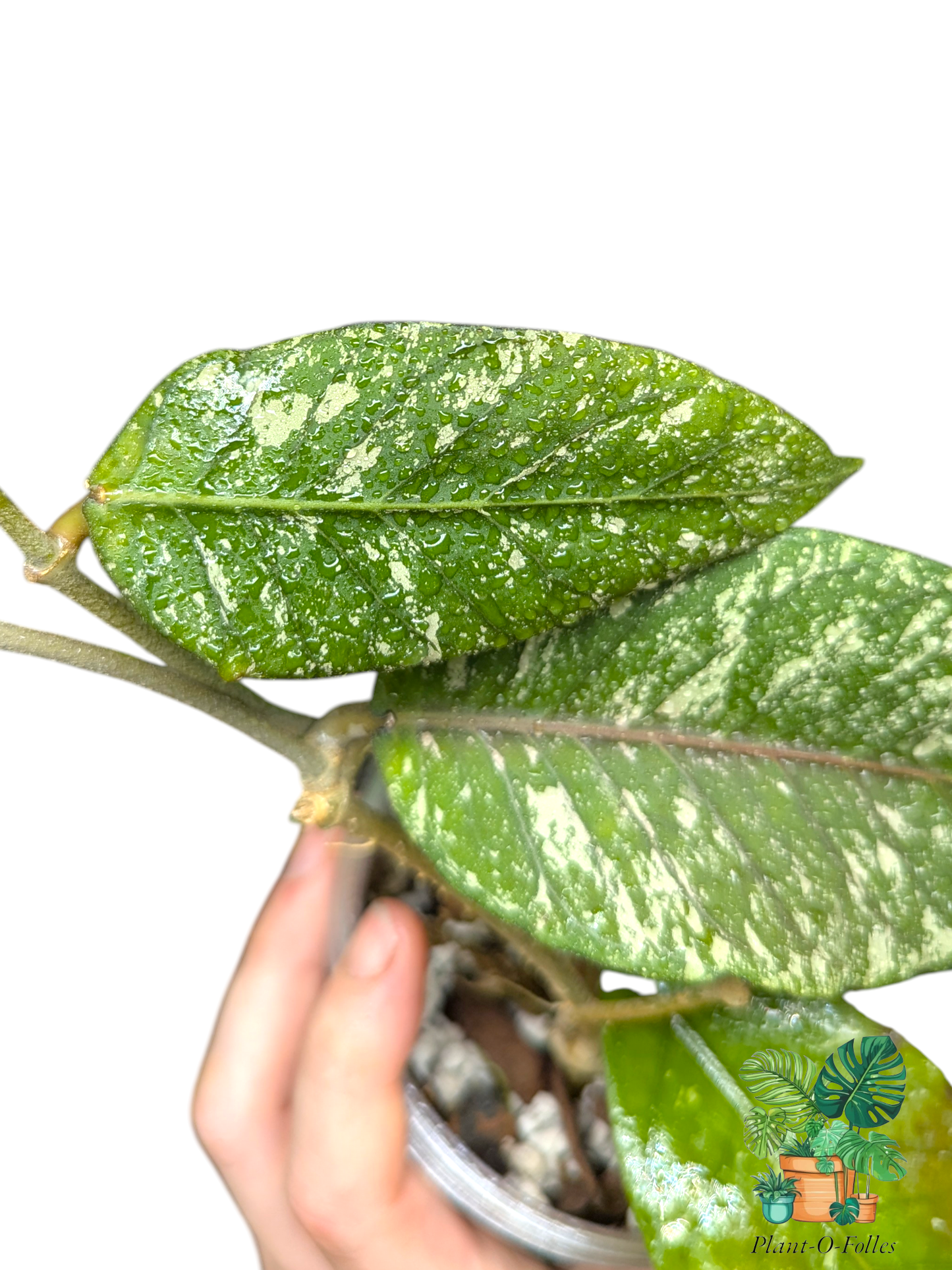 Hoya sp. ‘Aceh Gayo Lues AR09’ - Plant - O - Folles