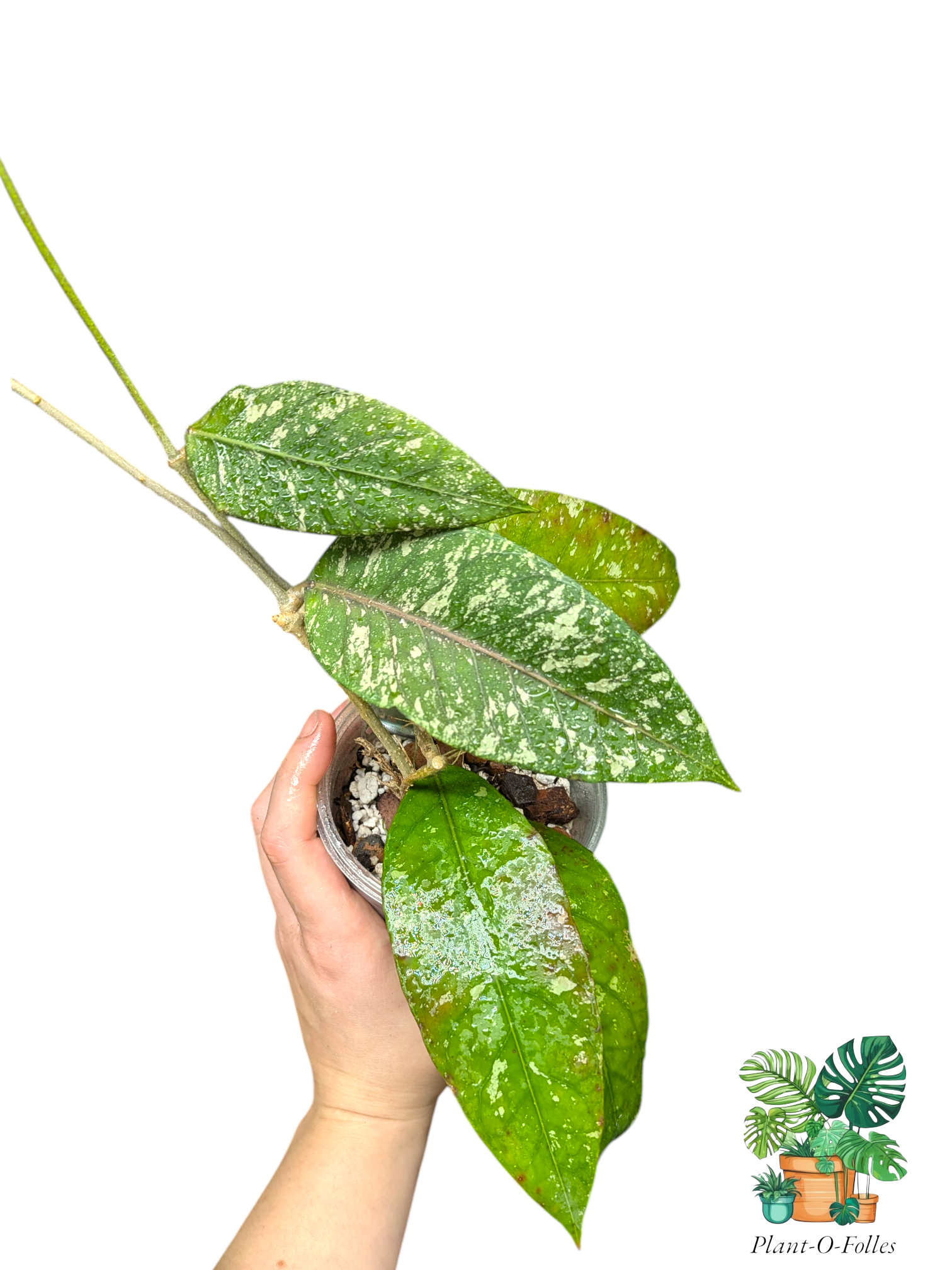 Hoya sp. ‘Aceh Gayo Lues AR09’ - Plant - O - Folles