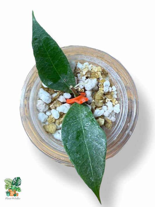 Hoya sp Garut Flower Bell — Rare Tropical Hoya with Bell - Shaped Blooms - Plant - O - Folles