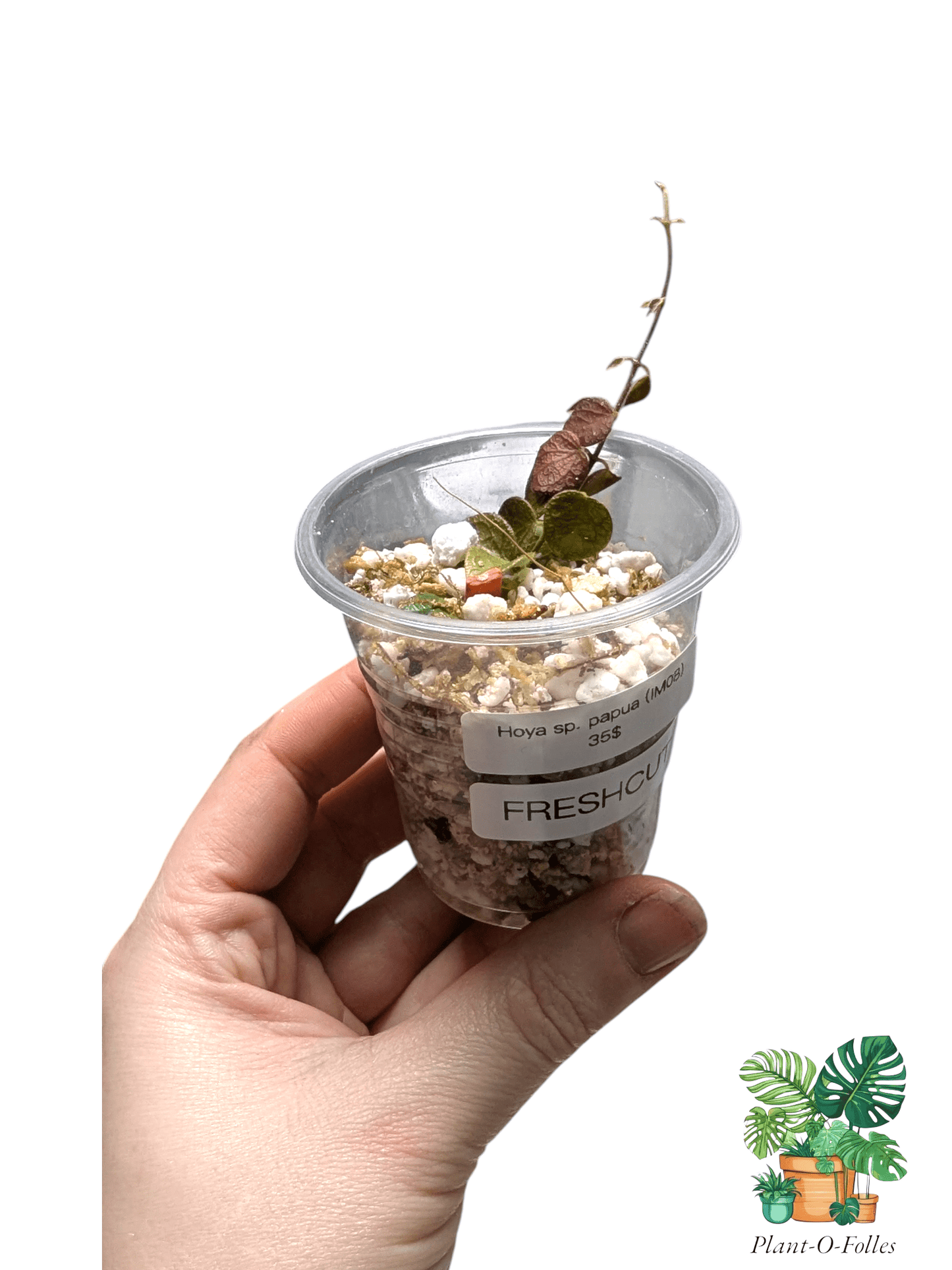 Hoya sp. Papua IM08 - Plant - O - Folles