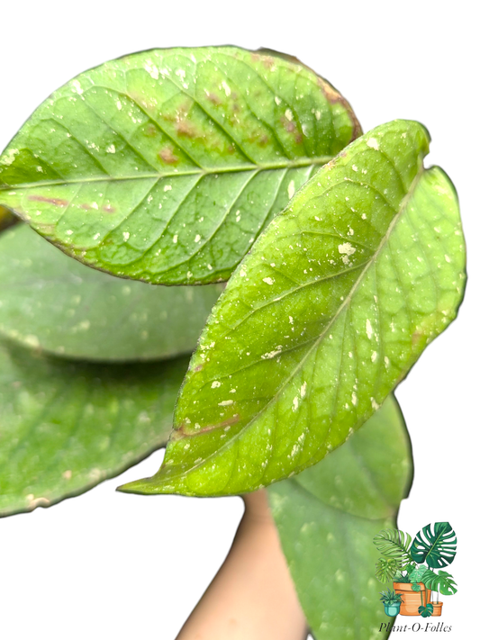 Hoya sp. rikit musara - Plant - O - Folles