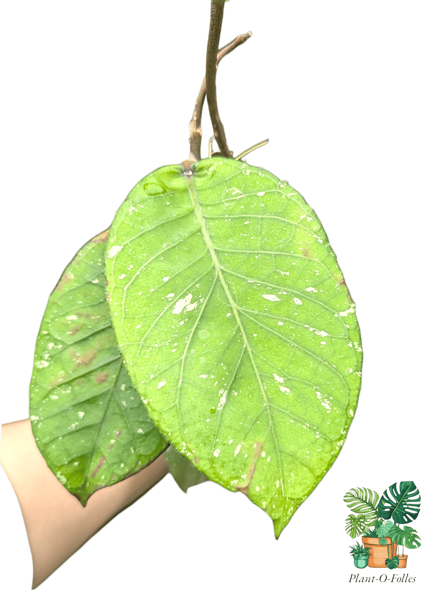 Hoya sp. rikit musara - Plant - O - Folles