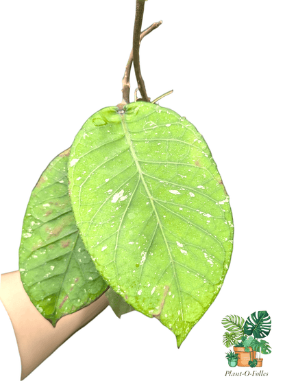 Hoya sp. rikit musara - Plant - O - Folles
