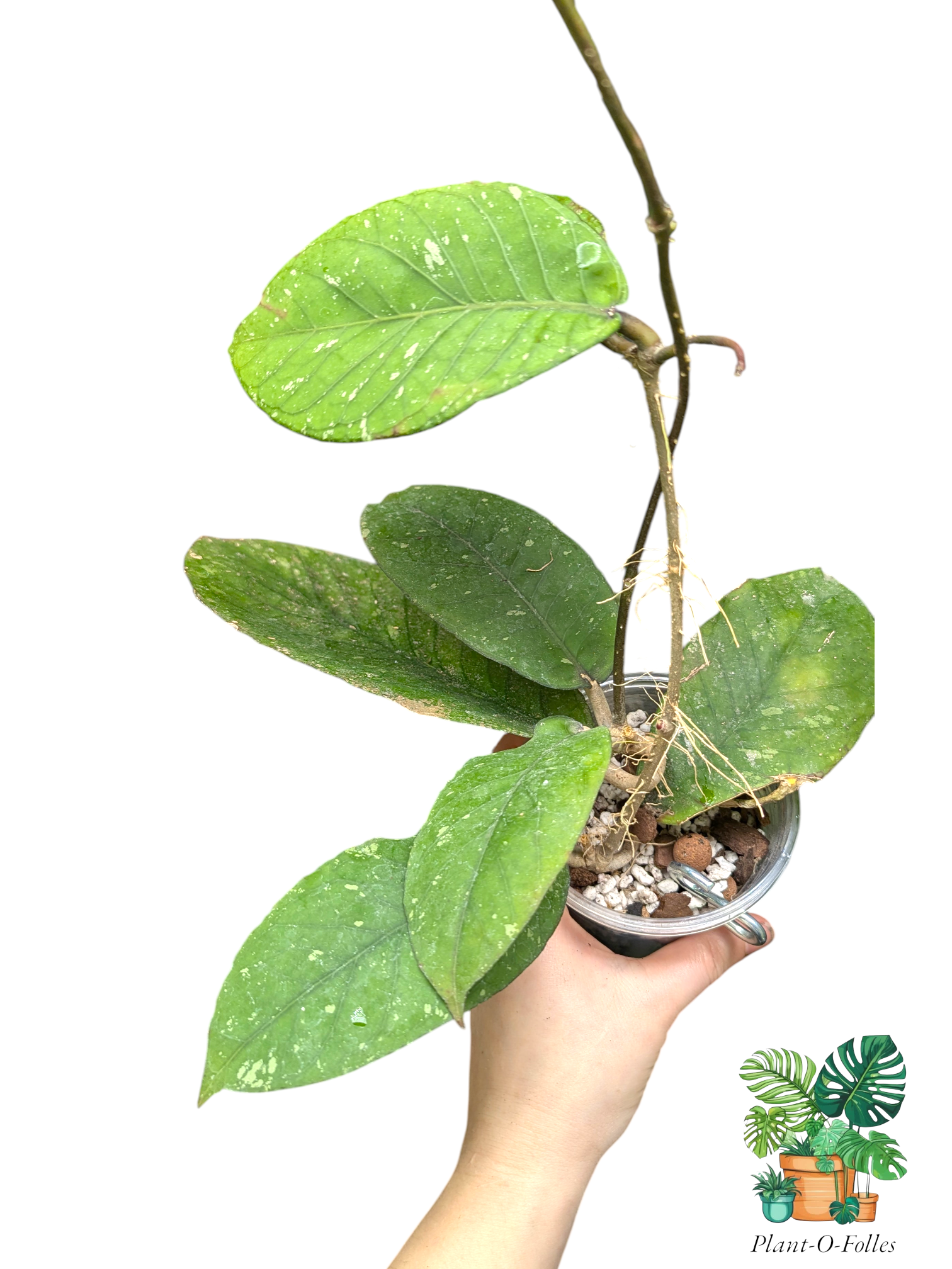 Hoya sp. rikit musara - Plant - O - Folles