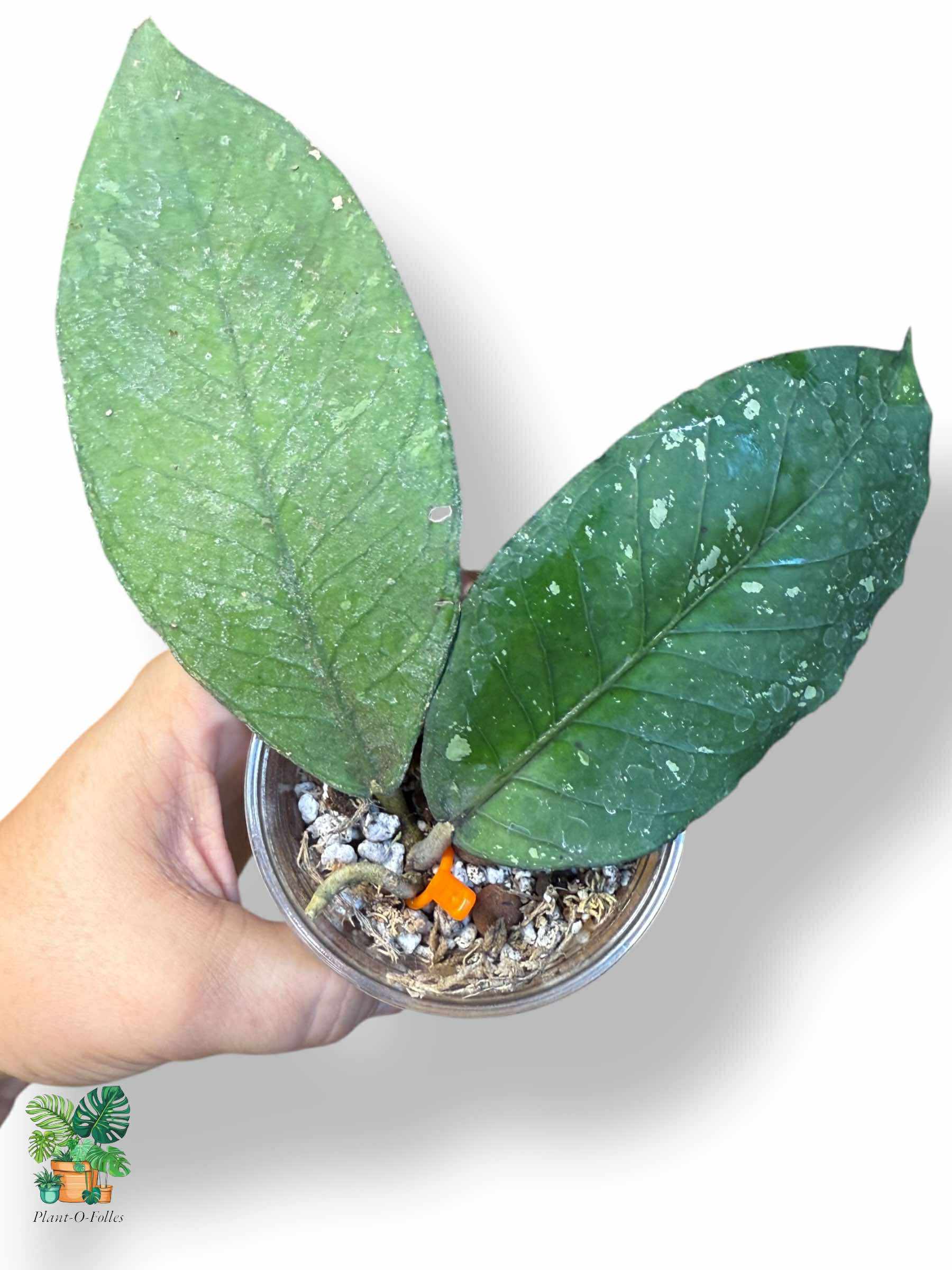 Hoya sp. Rikit Musara — Rare Tropical Hoya with Striking Foliage - Plant - O - Folles
