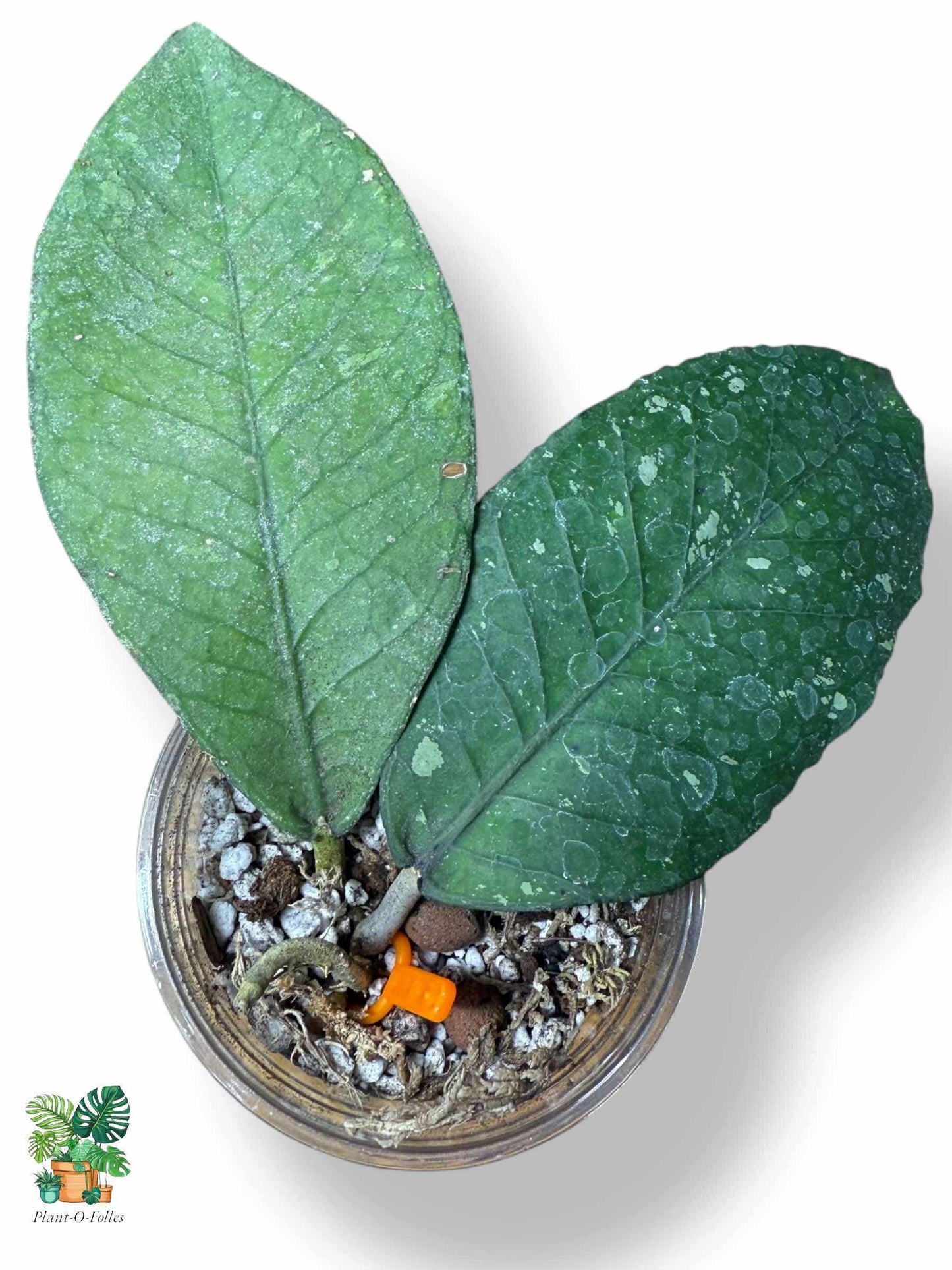 Hoya sp. Rikit Musara — Rare Tropical Hoya with Striking Foliage - Plant - O - Folles