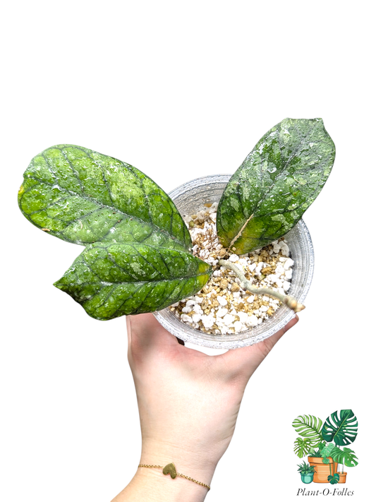 Hoya ‘Surprise’ (Deykea × Chicken Farm) - Plant - O - Folles