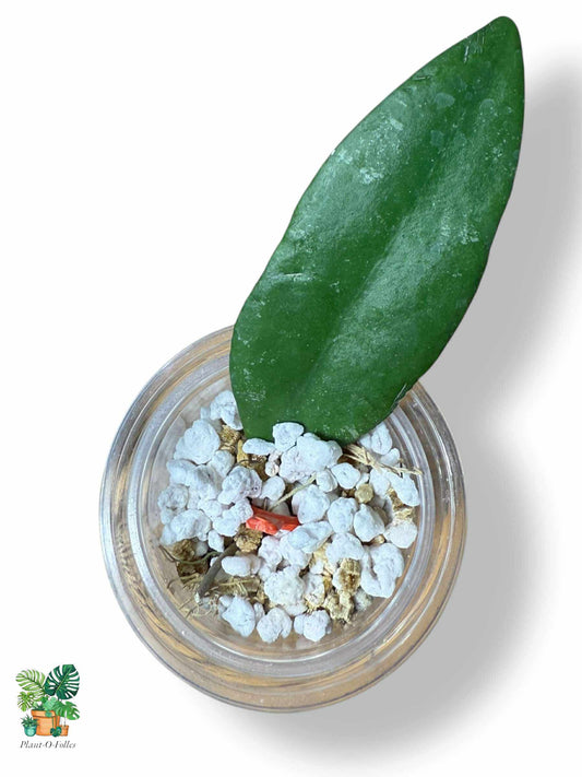 Hoya towutensis — Rare Tropical Hoya with Striking Foliage - Plant - O - Folles