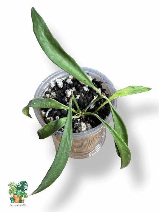 Hoya tsangii albomarginata, Rare Variegated Aroid, Tropical Indoor Plant, Arrow Leaf Houseplant for Collectors - Plant - O - Folles