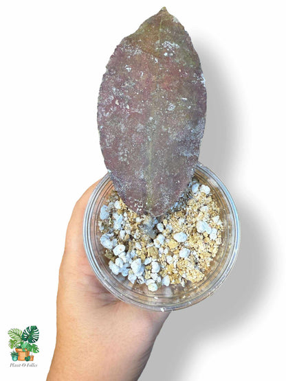 Hoya undulata Red — Rare Tropical Hoya with Striking Foliage - Plant - O - Folles