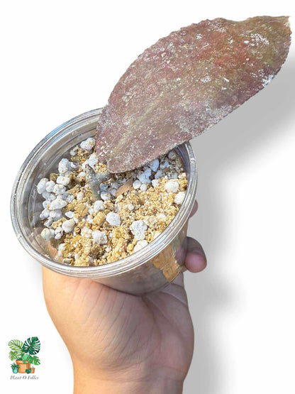 Hoya undulata Red — Rare Tropical Hoya with Striking Foliage - Plant - O - Folles