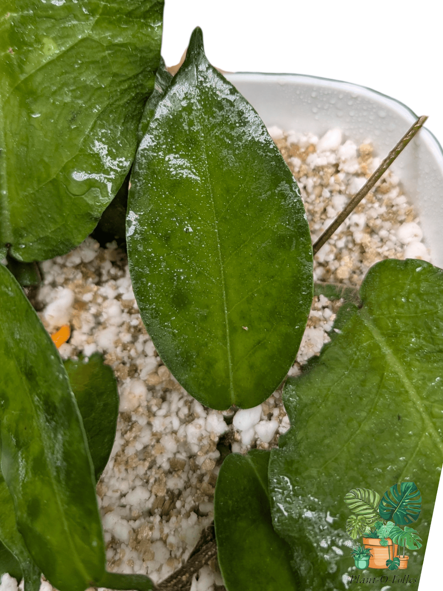 Hoya versteegii - Plant - O - Folles