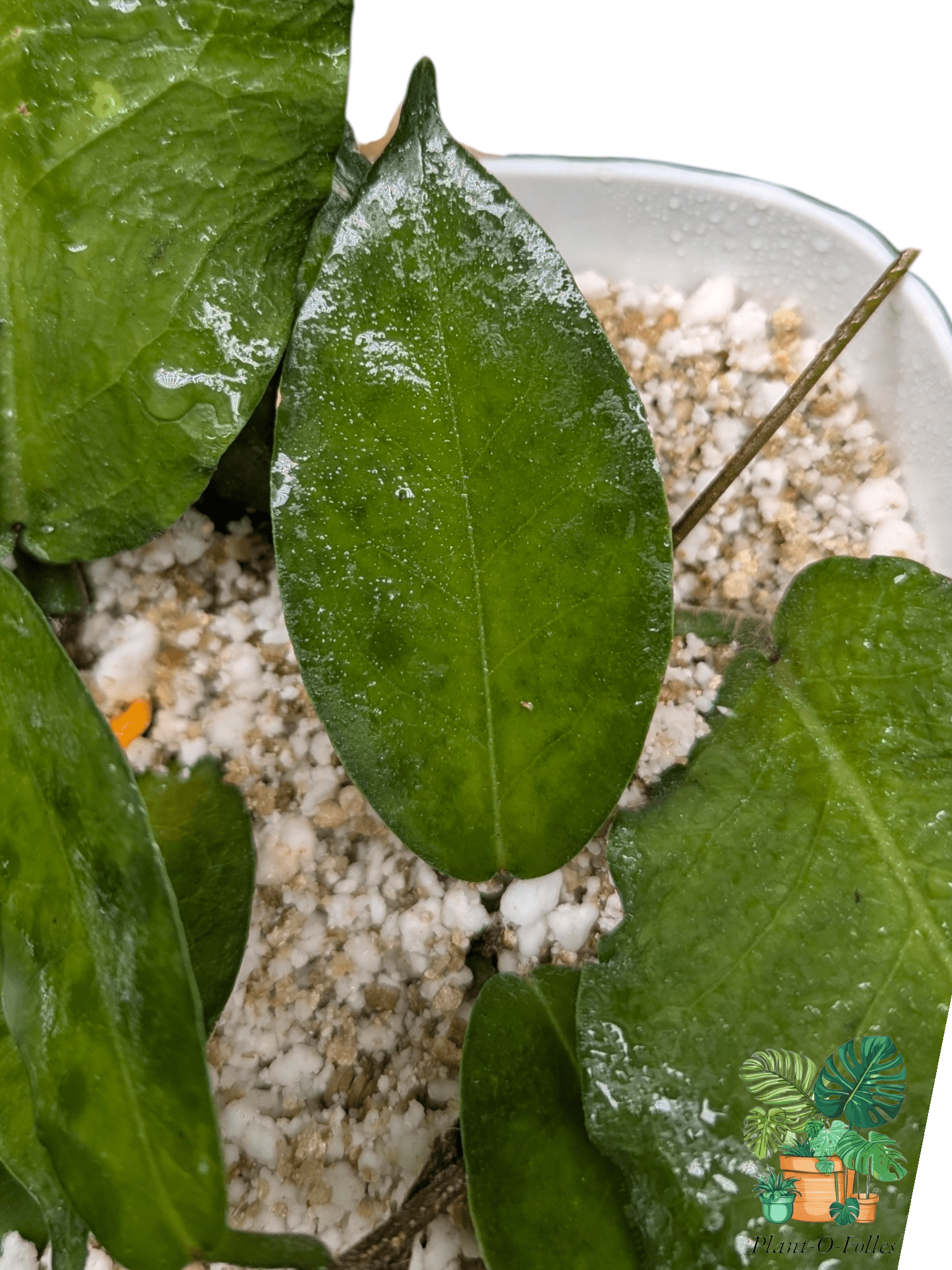 Hoya versteegii - Plant - O - Folles